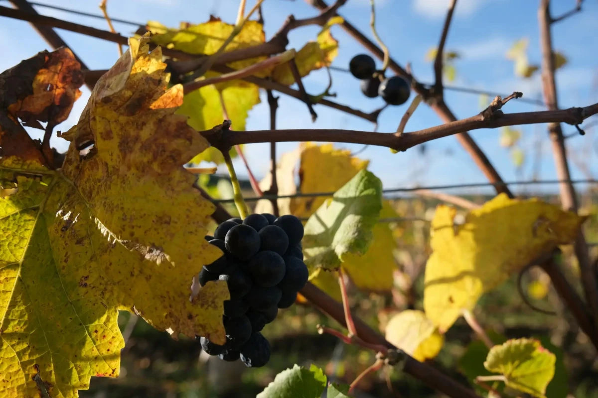 Vini di Borgogna - Uveggiando